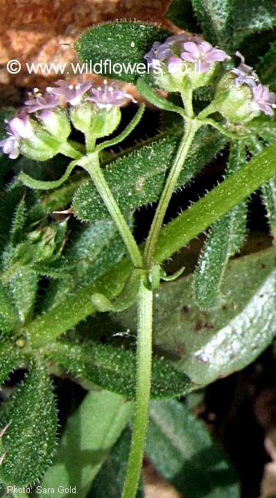 Valerianella vesicaria